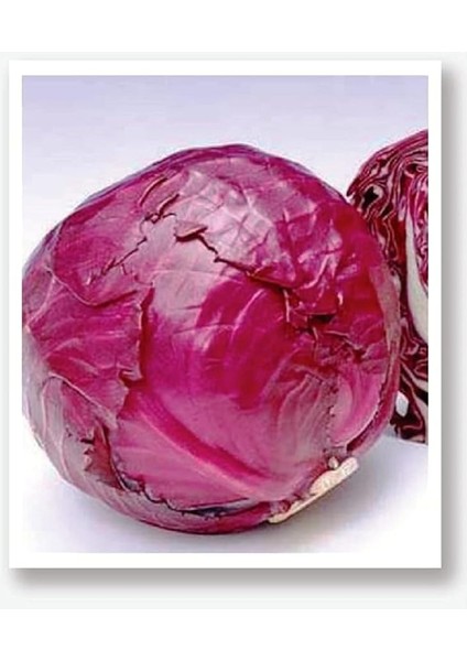 Tarım Yerli Mor Lahana Mohrenkopf 1000 Adet Tohum