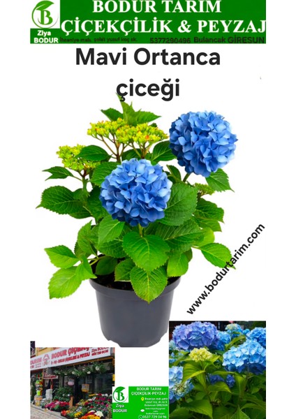 Bulancak Doku Kültür Topraklı Tüplü Saksılı Dış Mekan Mavi Ortanca Çiçek Bitkisi