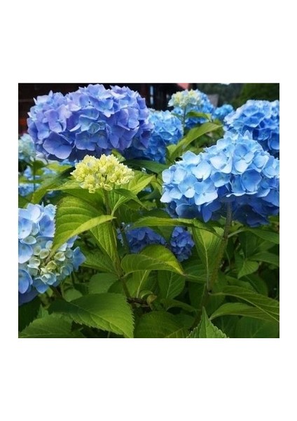 Bulancak Doku Kültür Topraklı Tüplü Saksılı Dış Mekan Mavi Ortanca Çiçek Bitkisi fiyatları