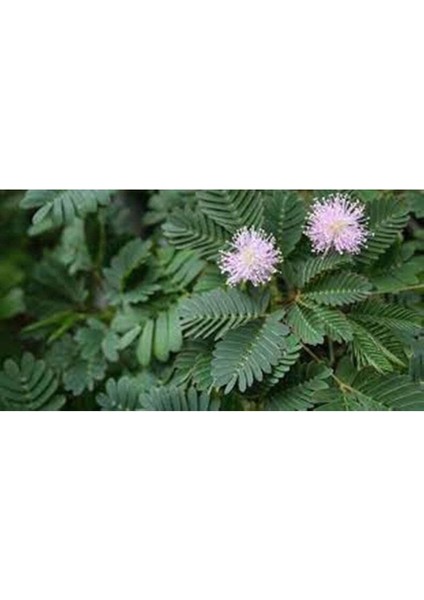 Dünyam 20 Adet Mimosa Pudica Tohumu fiyatları