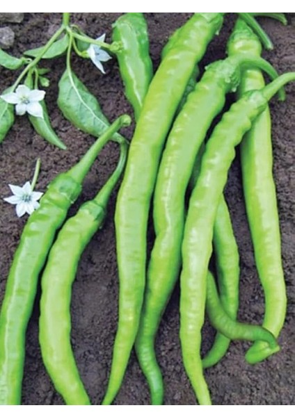 Garden Doğal Tatlı Sivri Çetinel Biber Tohumu 100 Ad. Tohum