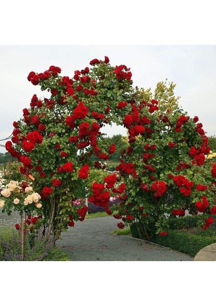 Paket Tüplü Kokulu Gül-Fem Hatun Kırmızı Sarmaşık Gül Fidanı