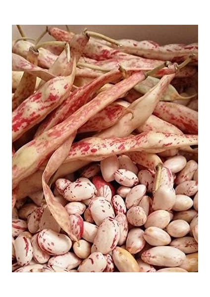 Garden Doğal Oturak Barbunya Tohumu 30 Adet Tohum