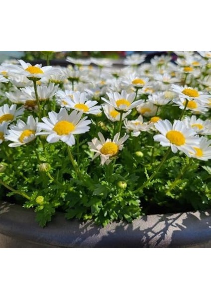 Papatya Tohumu (Kalıcı Yüksek Boylu) - Beyaz Renkli - 40 Tohum fiyatları