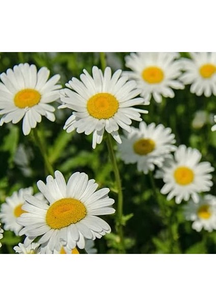 Papatya Tohumu (Kalıcı Yüksek Boylu) - Beyaz Renkli - 40 Tohum modelleri