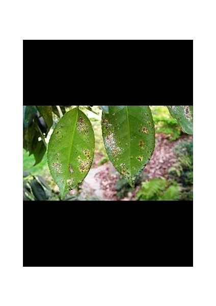 Adet Çiçek ve Bitkiler Için Sinek ve Yaprak Biti Ilacı 2 Litre modelleri