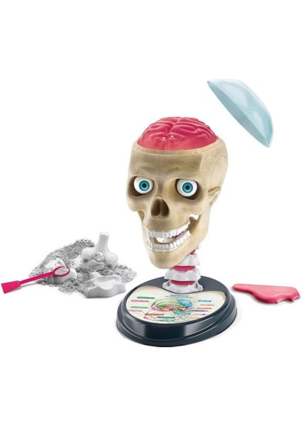 64322 Çılgın Anatomi - Bilim ve Oyun / +7 Yaş fiyatları