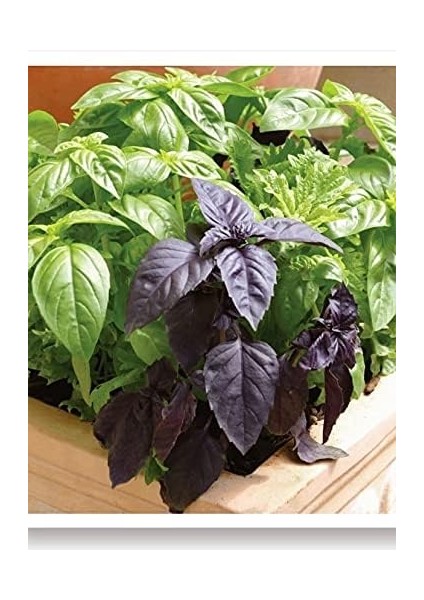 Tarım Ata Tohumu Yerli Mor Reyhan Turan 1000 Adet Tohum