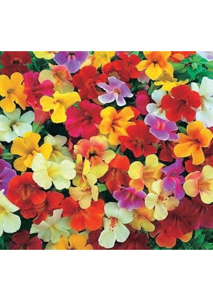 Karışık Mimulus Misk Çiçeği F1 Tohumu (30 Tohum) fırsatları