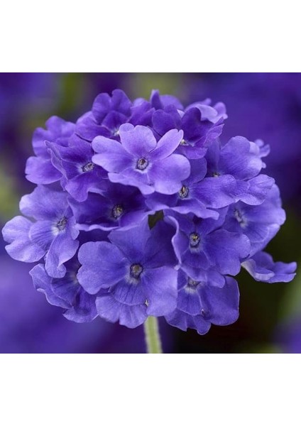 Mavi Mine Çiçeği F1 Tohumu (20 Tohum)