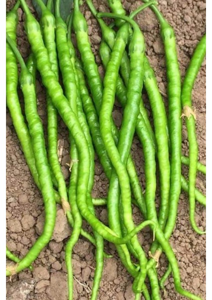 Litaetrend Tatlı Kıl Biber Tohumu 10 gr