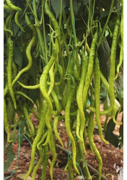 Litaetrend Tatlı Kıl Biber Tohumu 10 gr fiyatları