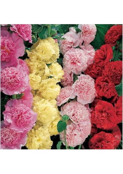 Katmerli Uzun Boylu Gül Hatmi Çiçeği Tohumu