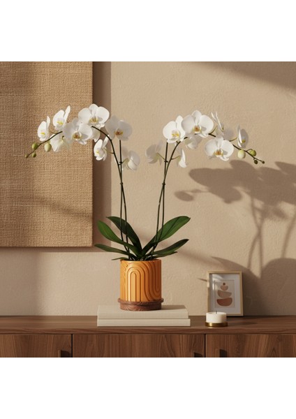 Norla Dekoratif Vazo - Gold / Ahşap Tabanlı