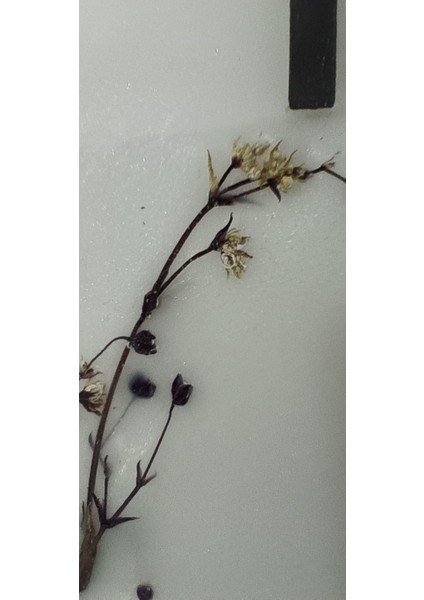 Epoksi Duvar Saati 37 cm Gerçak Cipso Detaylı Ultra Sessiz fiyatları