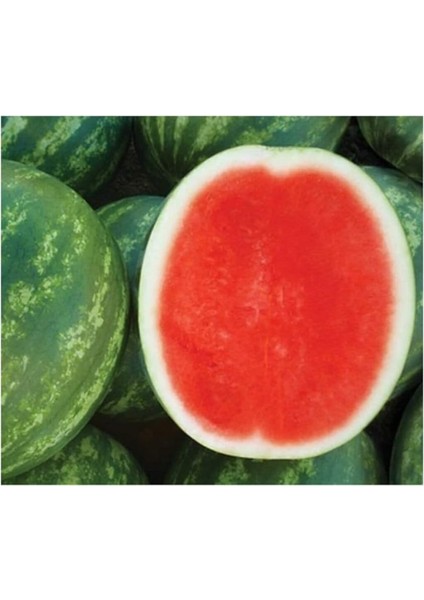 Thailand Çekirdeksiz Karpuz Tohumu 10 Adet Tohum Bebek Karpuzu Tohum modelleri