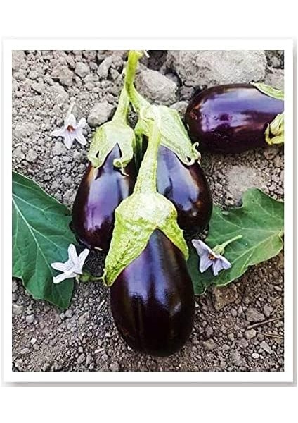 Tarım Ata Tohumu Yöresel Doğal Topak Patlıcan Adana 100 Ad Tohum