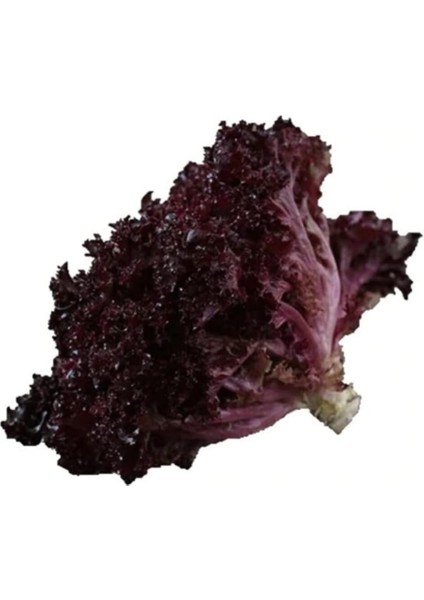 Kıvırcık Marul Tohumu 200 Adet Tohum Lolo Rosso