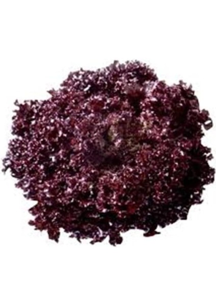 Kıvırcık Marul Tohumu 200 Adet Tohum Lolo Rosso fiyatları