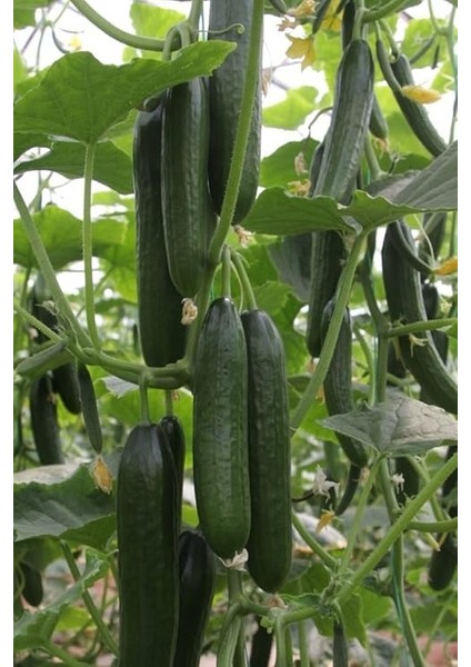 Tohumu Bol Verimli 50 Adet fiyatları