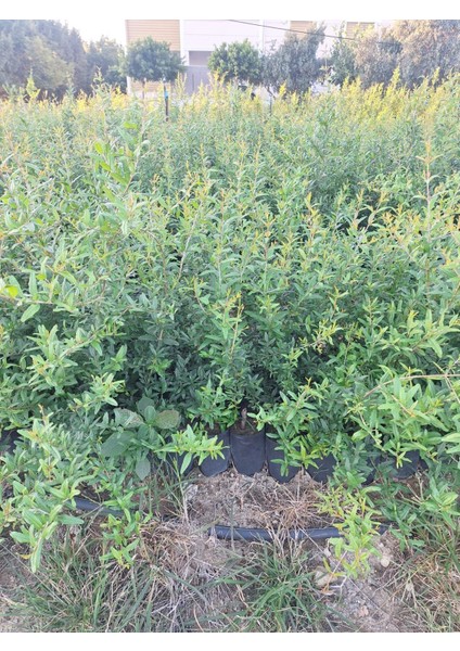 Hicaz Nar Fidanı Tüplü-Poşetli 2yaş fiyatları