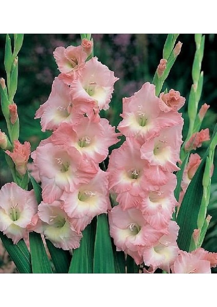 Pembe Glayöl Soğanı 5 Adet