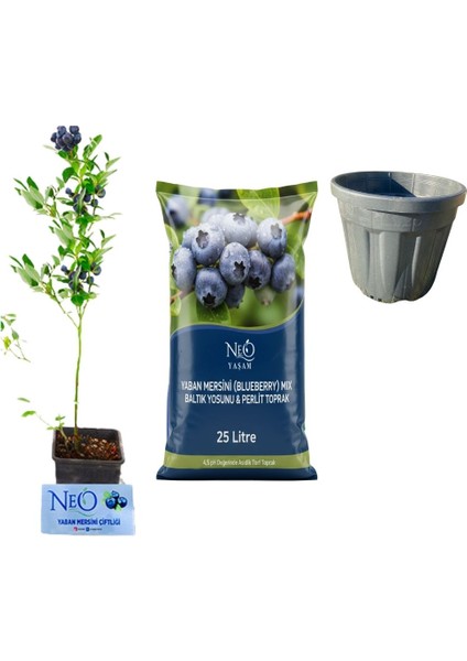 Yaban Mersini Fidan + Toprak (25LT)+ Saksı (25LT)