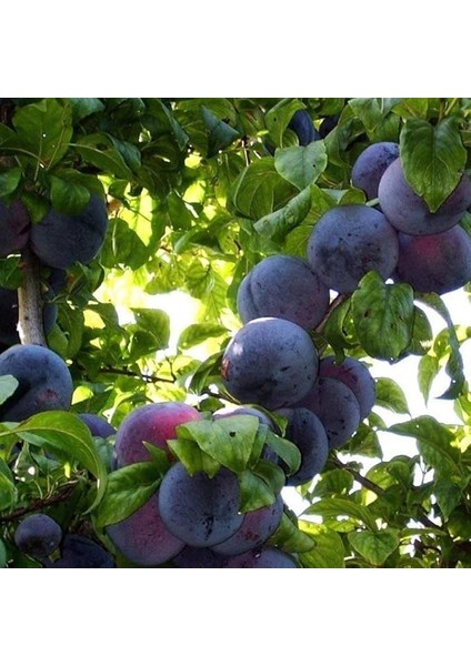 Tüplü Aşılı Bol Verimli Angeleno (Anjelika) Japon Erik Fidanı