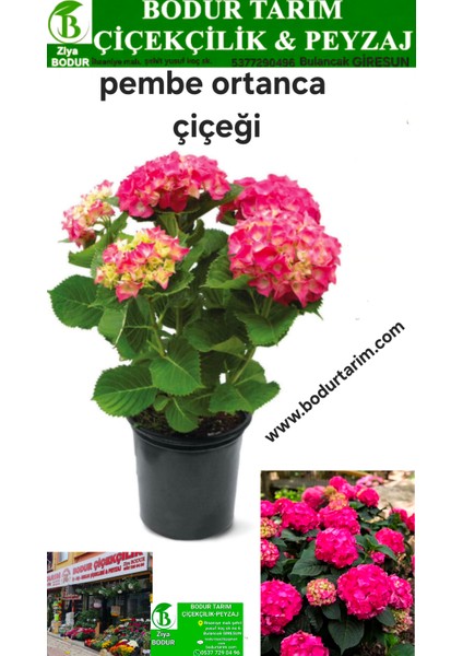 Bulancak 2 Yaşında Doku Kültürü Topraklı Tüplü saksılı Dış Mekan Pembe Ortanca Çiçek Bitkisi
