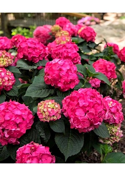 Bulancak 2 Yaşında Doku Kültürü Topraklı Tüplü saksılı Dış Mekan Pembe Ortanca Çiçek Bitkisi modelleri