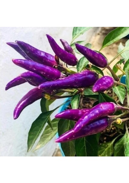 Cin Turşuluk Sofralık Acı Biber Fidesi (5 Adet)