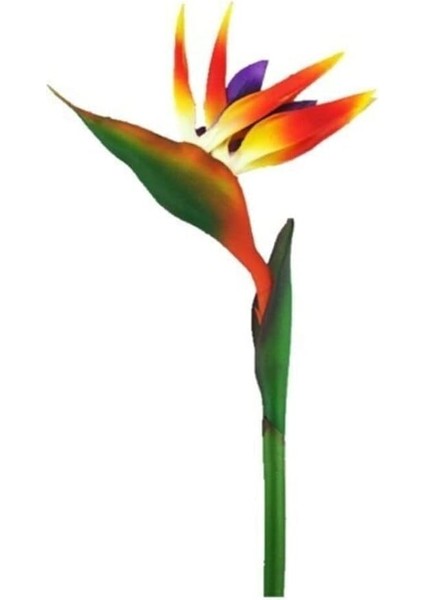 Look Nadir Cennet Kuşu Orkide Tohumu 2 Tohum Çiçek Tohumu TH-THMCMTHM166