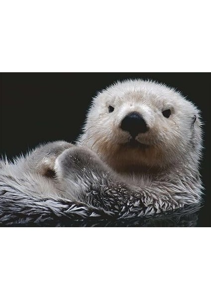 Puzzle 16980 - Tatlı Küçük Otter - 500 Parça Yapboz 10 Yaşından Büyük Çocuklar ve Yetişkinler Için, Hayvan Motifli Yapboz fiyatları
