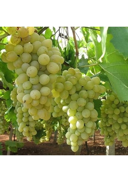 Tüplü Iri Salkım Bol Verimli Mevlana Üzüm(Asma-Bağ) Fidanı fiyatları