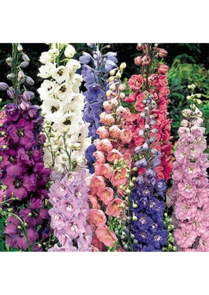 Dünyam 10 Adet Karışık Renkli Hazeran Çiçeği Tohumu