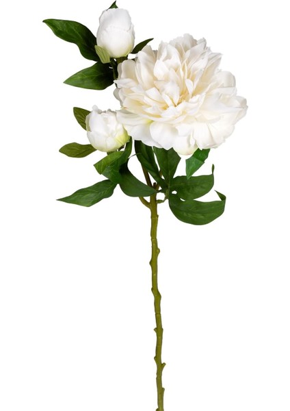 Şakayık Beyaz 65 Cm.