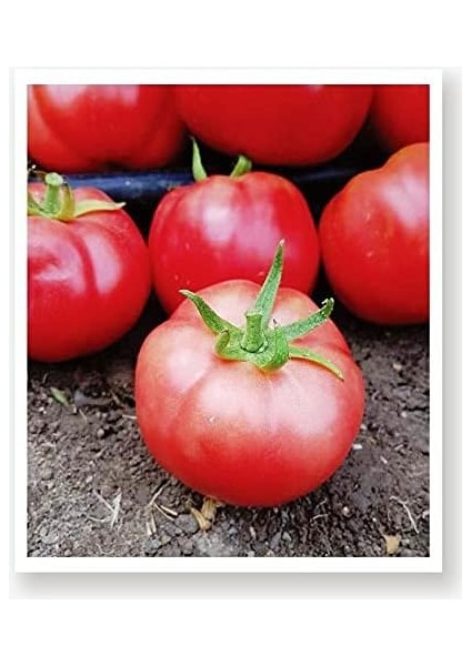 Tarım Ata Tohumu Yerli Pembe Köy Domatesi 100 Adet Tohum