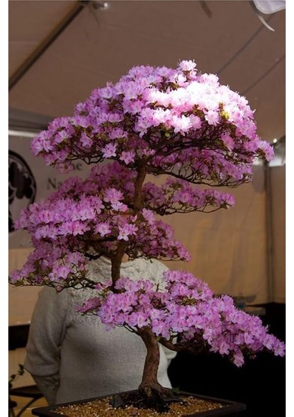 Look Lila Çiçekli Cherry Bonsai Ağacı Tohumu-10 Adet TH-2022DSHNGLKTHM089