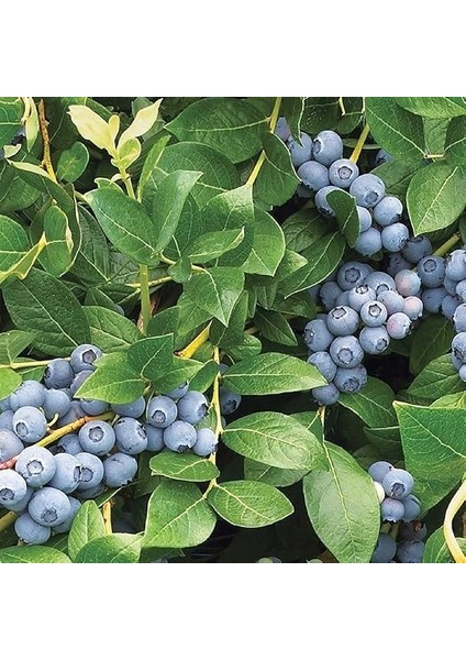 Duke Yaban Mersini Fidanı fiyatları