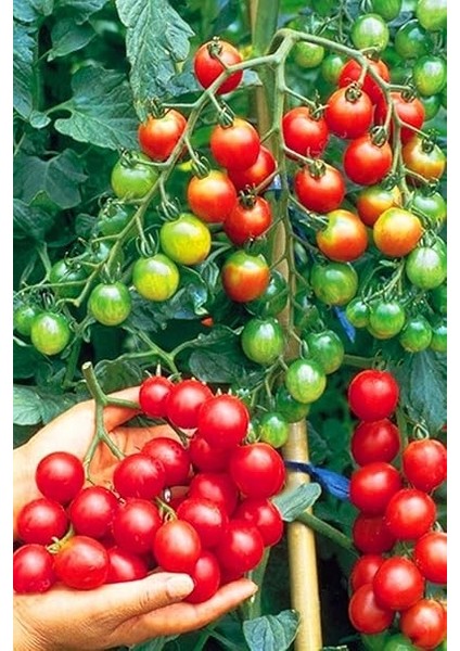 Dünyam Salkım Cherry Domates Tohumu / 5+ Adet Tohum fiyatları
