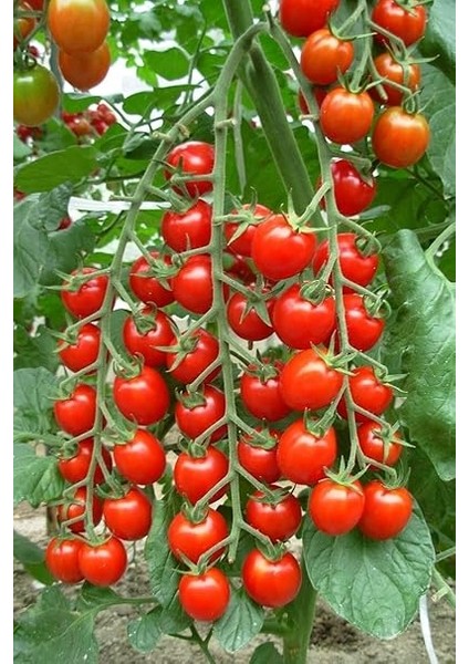 Dünyam Salkım Cherry Domates Tohumu / 5+ Adet Tohum modelleri