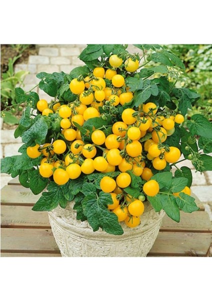 Adet Saksılık Sarı Kiraz Domates Tohumu