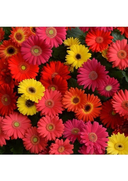 Dünyam Karışık Renkli Gerbera Çiçeği Tohumu indirimleri