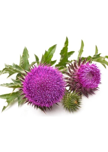 Deve Dikeni Ekstraktı Kapsül 375 Mg*60 1 Paket(1 x 1000 G) fiyatları