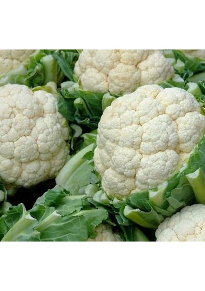 (Çoklu Tohum) - 5 Gram fiyatları