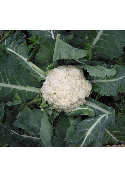 (Çoklu Tohum) - 5 Gram modelleri