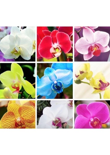 Dünyam 9 Çeşit Karışık Renk Orkide Tohumu 25+ Tohum