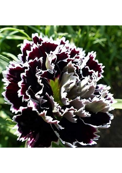 Heddewigii Gaiety Katmerli Iri Karanfil Çiçeği Tohumu (100 Adet)