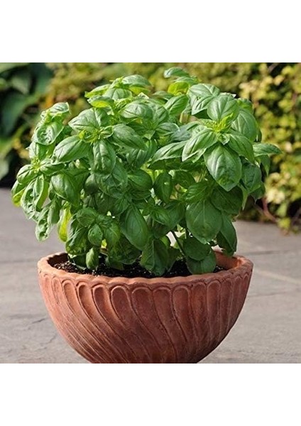 Naturel Saksılık Çok Geniş Yapraklı Fesleğen TOHUMU(250 Tohum)