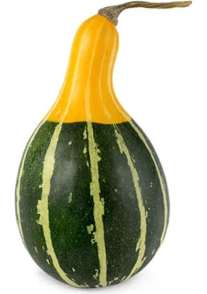 Yeşil Kabak Tohumu 20 Adet Tohum Süs Kabağı